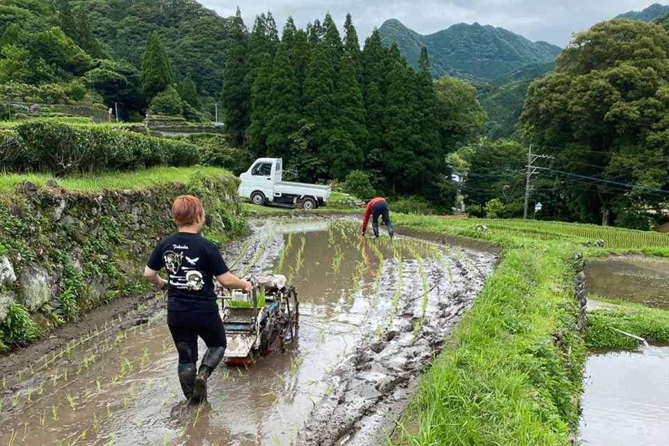 日本棚田百選にも選ばれた菊鹿町の「番所の棚田」で、農村RMOの活動の一環として地域の人たちと共に米作りにも挑戦