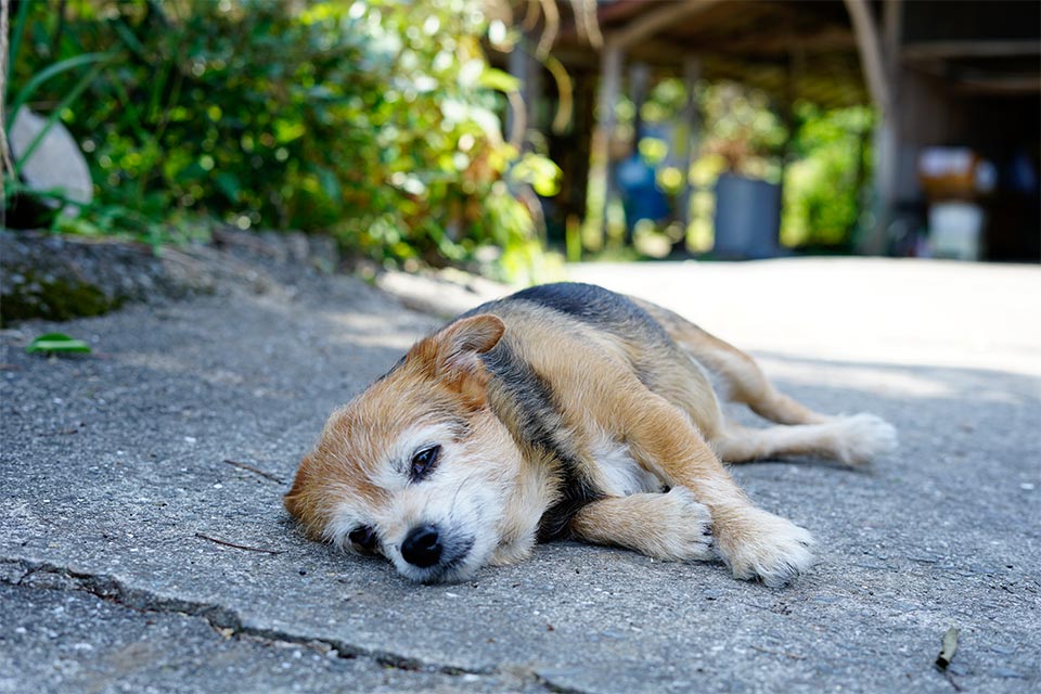 12歳になる愛犬「レアル」。徒歩圏内で海岸まで散歩に行けることも、物件購入と移住の決め手になりました