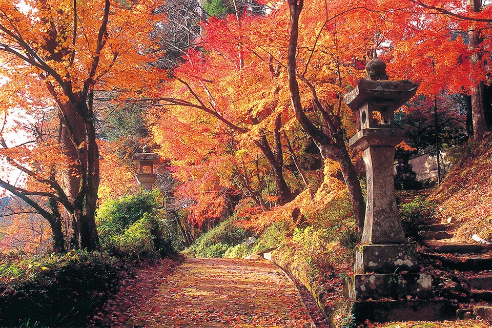 新宮禅寺（しんぐうぜんじ）…日本三大禅宗のひとつ“黄檗宗”の日本最南端の寺院で、相良三十三観音巡りの三十二番札所。境内には樹齢500年を超える大イチョウと数百本の樹木があり、人吉・球磨地域の紅葉スポットとしても有名です。