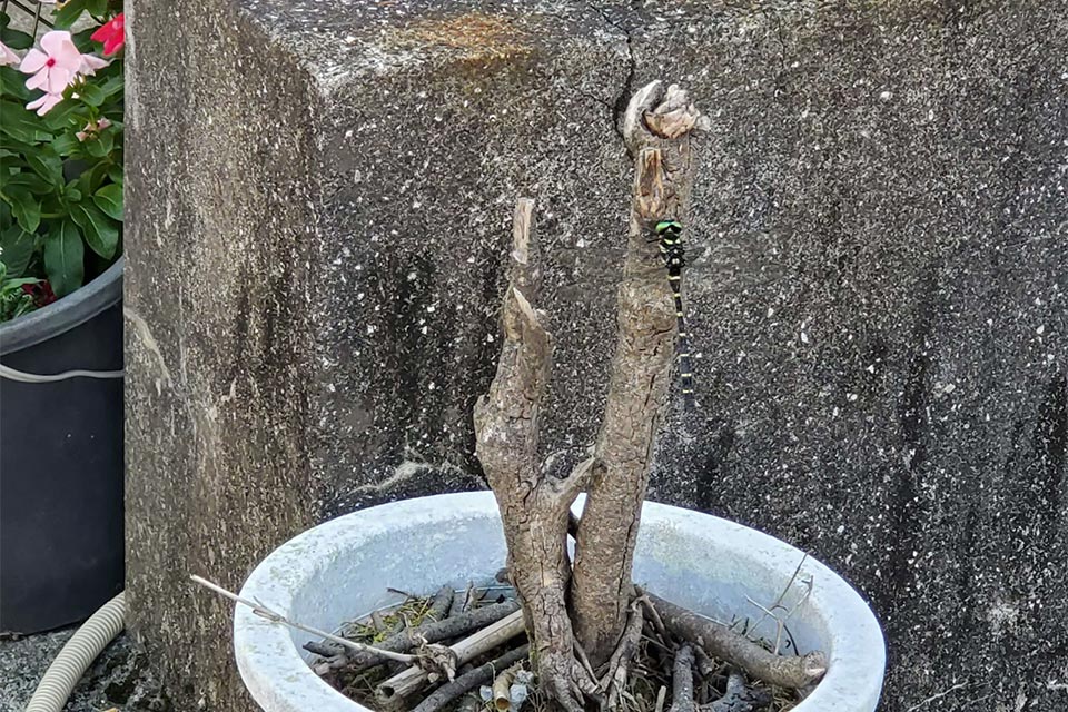 日本最大のトンボ「オニヤンマ」が止まり、思わず写真を撮ってしまいました