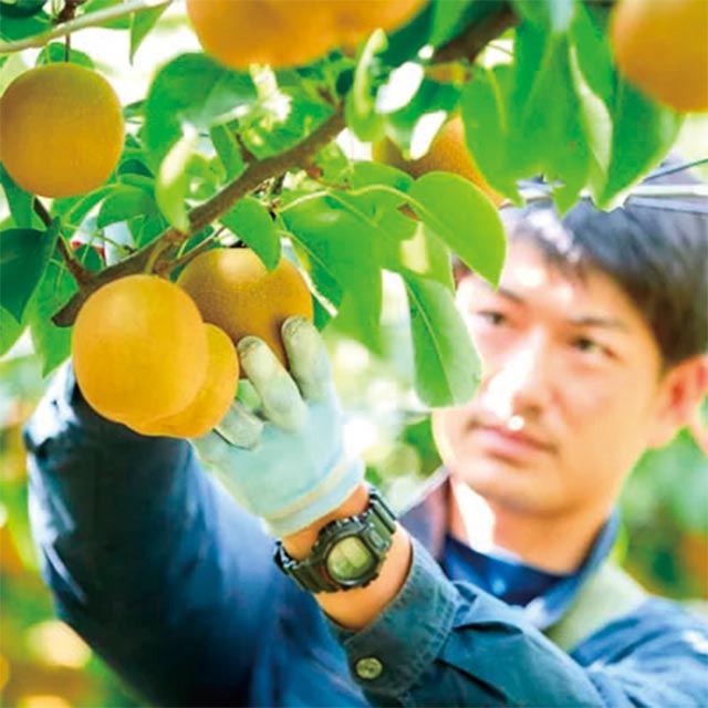 ぎょくだんヤスの梨