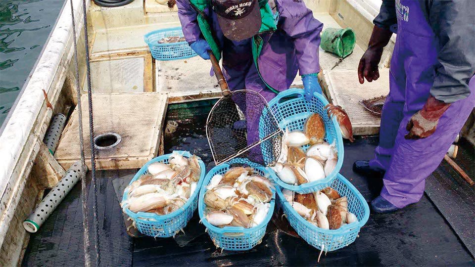 有明海で水揚げされたばかりの新鮮なコウイカ