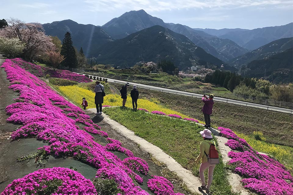美里フットパスの緑川ダム湖畔コース。季節の花々も楽しみの一つです