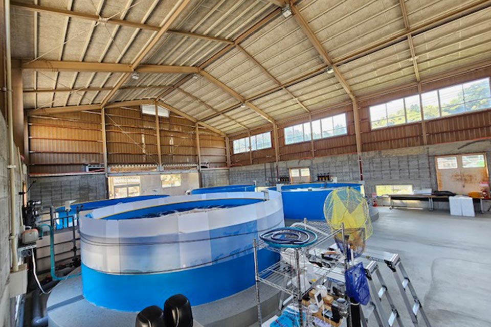 廃校になった菊池市の旧河原小学校の体育館内に水槽を設置。2025年5月からバナメイエビの養殖を始めました