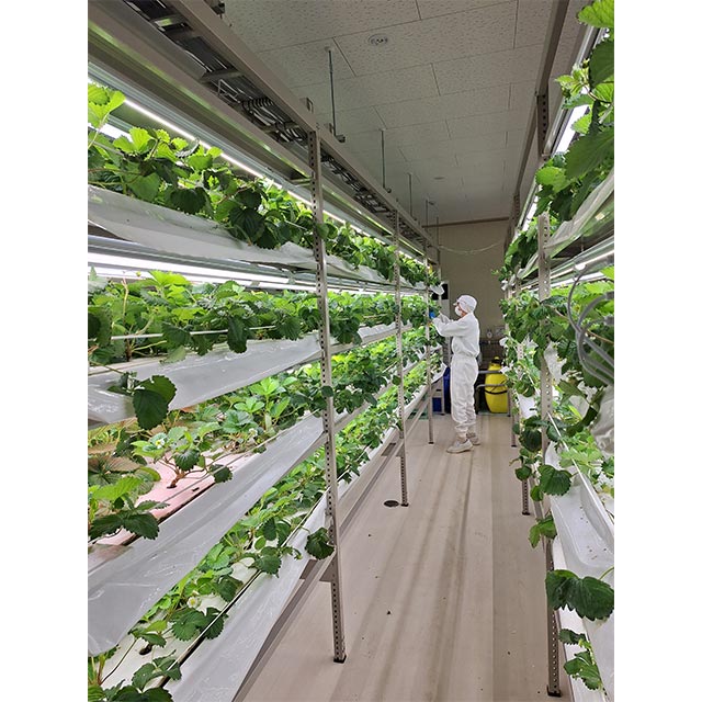 完全人口光を使ったイチゴの水耕栽培。一般販売のほかリキュールの原料にもなります