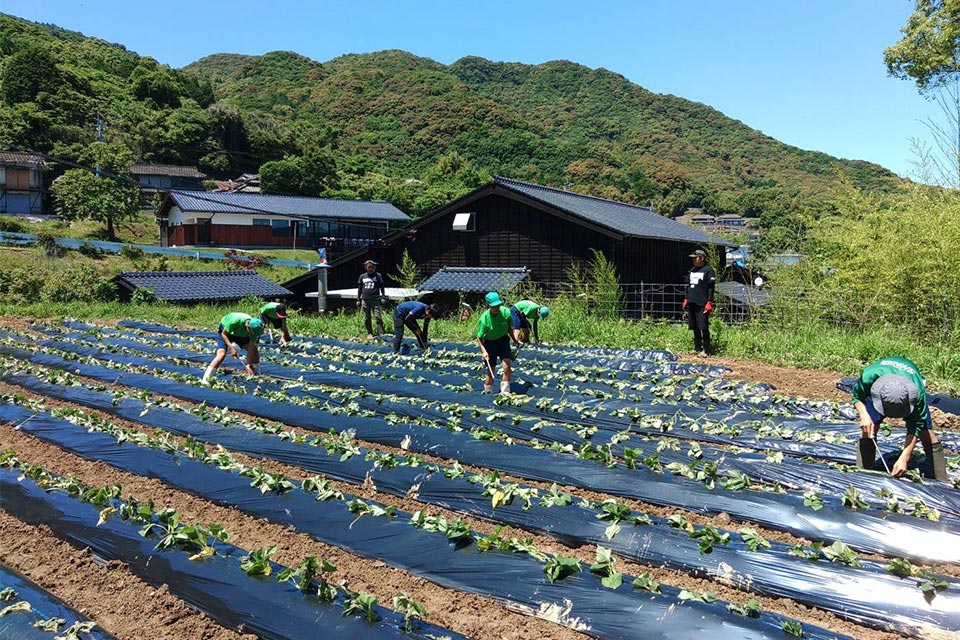 酒蔵に隣接する自社のサツマイモ畑には、初夏に芋焼酎用の苗を植えます。昨年は地元の中学生たちが職場体験に訪れました。