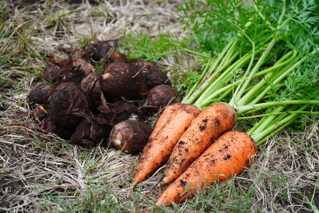 鳥越さんが栽培したニンジンと里芋。どちらも土がついたままで、ニンジンは緑が鮮やかな葉っぱもついています